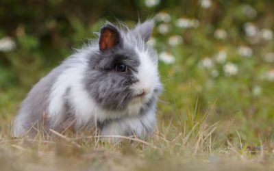 lapin nain angora