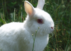 lapin nain polonais | lapin domestique