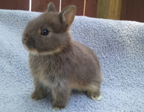 lapin-nain-achat-informations-conseils-guide-sur-le-lapin-domestique