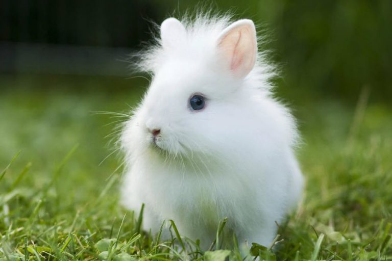 lapin-nain-achat-informations-conseils-guide-sur-le-lapin-domestique