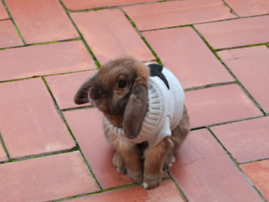 lapin nain bélier | lapin domestique