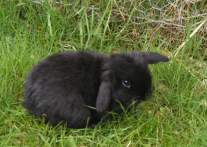Lapin nain bélier | lapin domestique