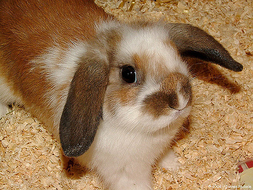 Lapin Nain Belier Caracteristiques Achat Conseils Lapins Info Lapin Nain Belier Caracteristiques Achat Conseils Lapins Info