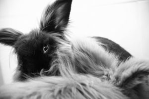 Lapin Nain Angora Caracteristiques Achat Conseils Lapins Info Lapin Nain Angora Caracteristiques Achat Conseils Lapins Info