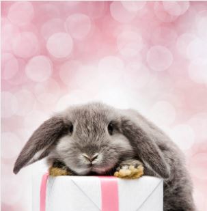 Idées cadeau lapin