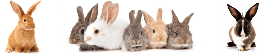 Are Flemish pets suitable for apartment living?
